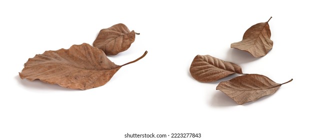 Textured shape of dry brown leaves placed on a white background. Isolated.