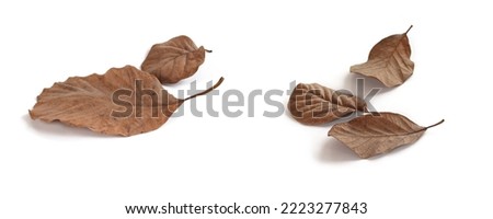 Textured shape of dry brown leaves placed on a white background. Isolated.