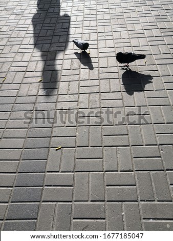 Textured sidewalk background with two walking pigeons and shadow people 