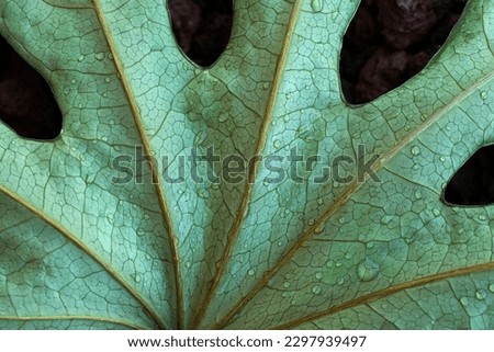 The textured surface of a large green leaf is covered with water drops. The concept of organics, moisture, nature background, chlorophyll, environment, drought, tropical plants. Close up.