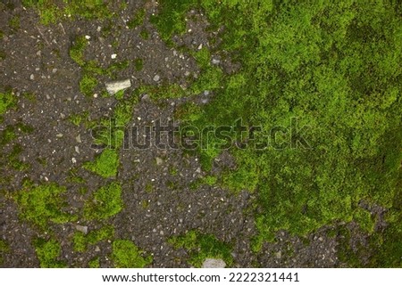 Textured surface with moss as background, top view