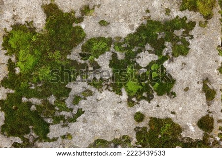 Textured surface with moss as background, top view
