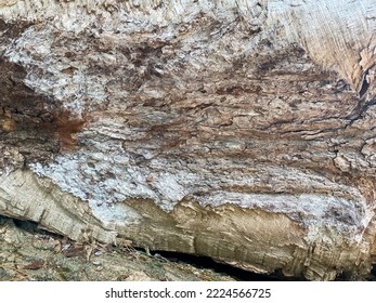 Textured Surface Of An Old Tree Log That Has Been Broken Open And Is On Its Side.