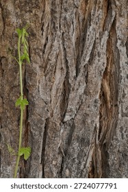 Textured tree bark background with a slender, green vine or sprout climbing vertically. Keywords: #treebark #vine #sprout #newlife #contrast #nature #minimalist #growth #vertical
