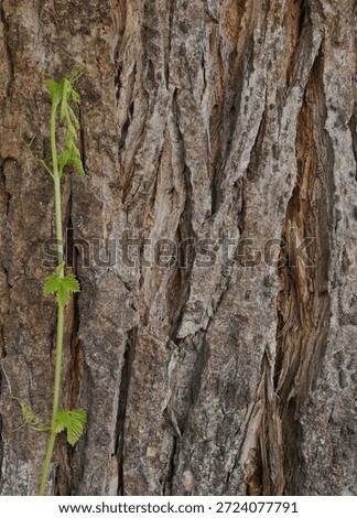 Textured tree bark background with a slender, green vine or sprout climbing vertically. Keywords: #treebark #vine #sprout #newlife #contrast #nature #minimalist #growth #vertical