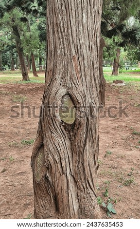 A textured tree bark with longitudinal striations.