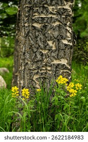 Textured Tree Trunk Surrounded By Bright Yellow Flowers in Rocky Mountain National Park