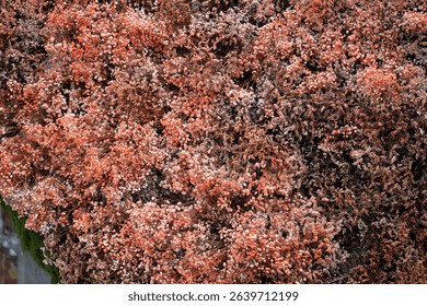 A textured wall of dried peach and brown gypsophila flowers, captured at the Wondrous Bloom Exhibition in Rayong, Thailand on June 1, 2025.