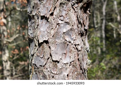 Textured White Oak Tree Bark