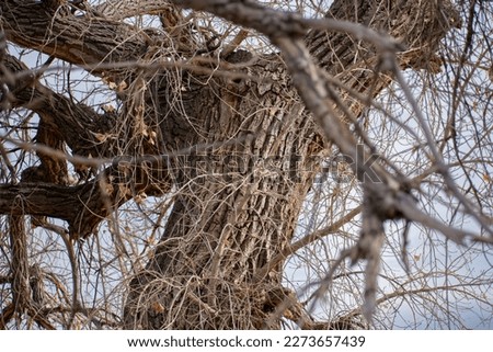 Textured Wood in the mangled tree