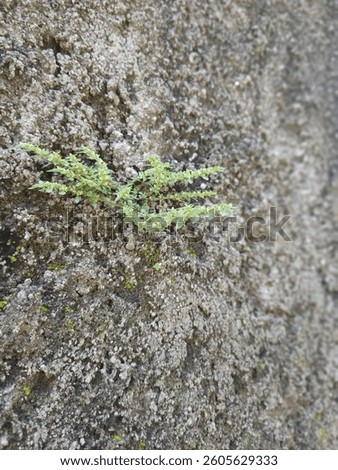 the textureed wall and small grass