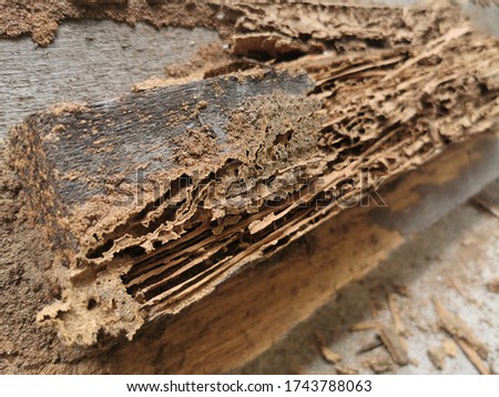 Textures and backgrounds : Nest termite,Close up termites, background of nest termite, white ant, background damaged white wooden eaten by termite or white ant.selective focus.