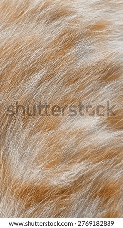 the textures of cat fur