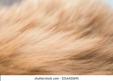 Textures Cat Red Fur. Furry Rusty Texture, Horizontal Orientation.