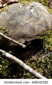 Textures in the forest