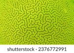 textures of a green brain coral