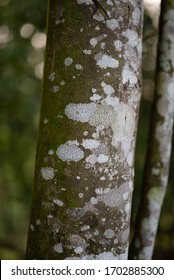 Textures Of Green Trees In Forest - Agar Wood Tree