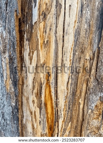 Textures of peeling tree trunks