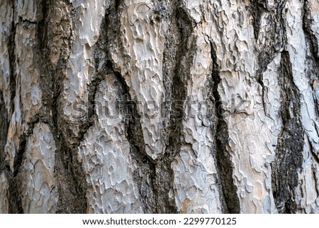 Textures pine tree bark, close up, use as a background