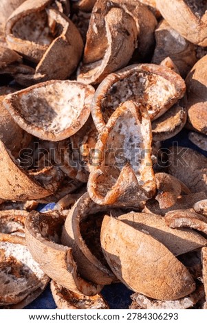 Textures of raw copra pieces drying under the sun. Traditional tropical farming process for organic coconut oil manufacturing