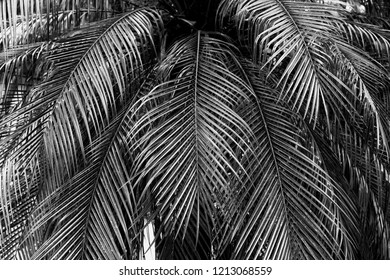 Image Photo Wallpapers Illustration Palm Leaves Stock Illustration ...