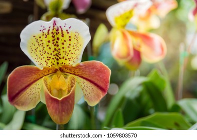 Textures surface pattern design vivid fresh bright sweet colorful yellow flower of Lady's Slipper with blurred soft background Beautiful nature to orchid concept.