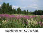 Its th meadow of Wild lupins and many different flowers, surrounded with  birch and coniferous forests in the region of Jyv?skyl?, the capital of Central Finland