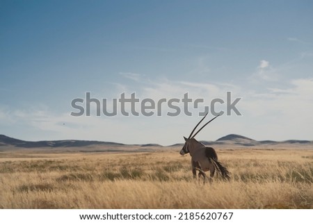 Tha Antilope Oryx, Namibia, Africa