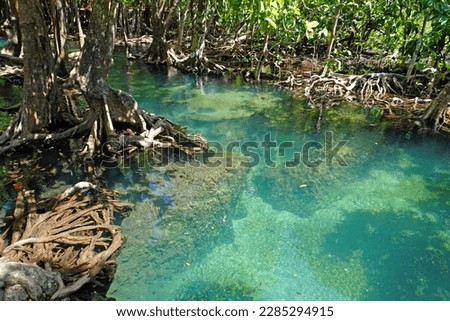 Tha Pom Khlong Song Nam, or “Two Water Canal”, located in Krabi Thailand. Beautiful the swamp forest with clear turquoise color water