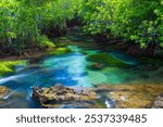 Tha Pom wetland, clear water stream canal, the mangrove forest in Krabi, Thailand