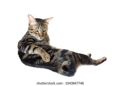 American Bobtail Kitten Stock Photos Images Photography