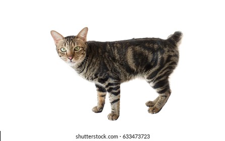 American Bobtail Images Stock Photos Vectors Shutterstock