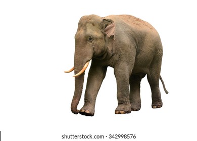 Thai Asia Elephant Isolated On White Background