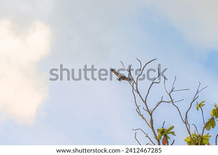 Thai Asian bald eagle soars against the sky, Patong Beach, Phuket, clear blue.