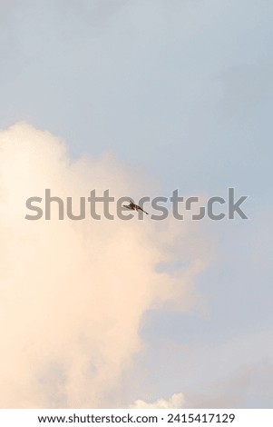 Thai Asian bald eagle soars against the sky, Patong Beach, Phuket, clear blue.