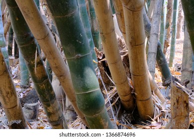 Thai Bamboo Forest