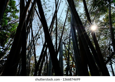 Thai Bamboo Forest