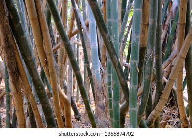 Thai Bamboo Forest