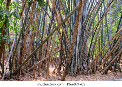 Thai Bamboo Forest