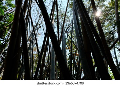 Thai Bamboo Forest