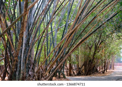 Thai Bamboo Forest