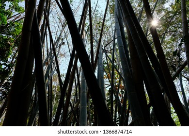 Thai Bamboo Forest