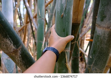 Thai Bamboo Forest