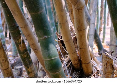 Thai Bamboo Forest