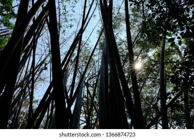 Thai Bamboo Forest