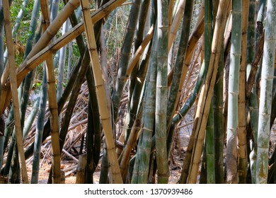 Thai Bamboo Forest