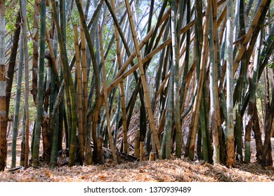 Thai Bamboo Forest