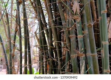 Thai Bamboo Forest