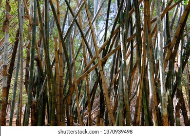 Thai Bamboo Forest