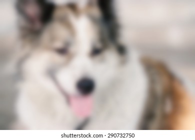 Dog Blur Images Stock Photos Vectors Shutterstock